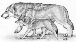 Волк и Волчонок Крылов